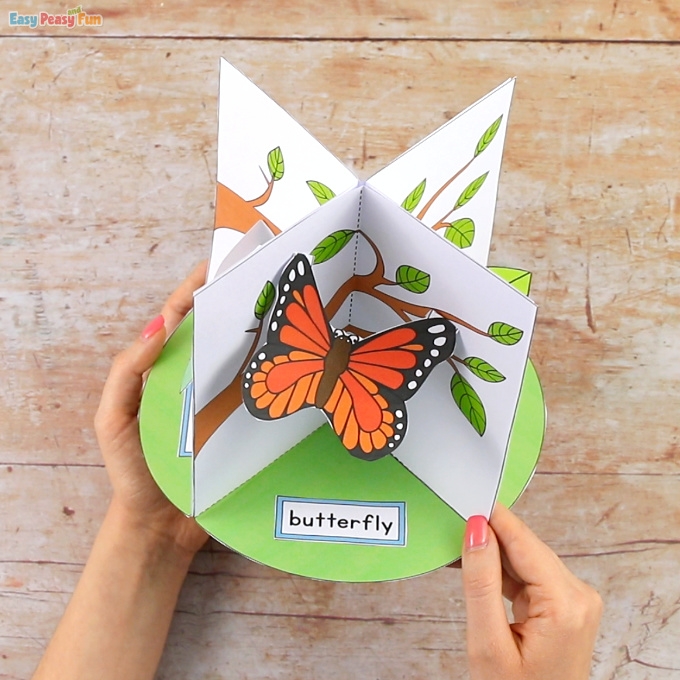 3D Butterfly Life Cycle Craft Easy Peasy And Fun