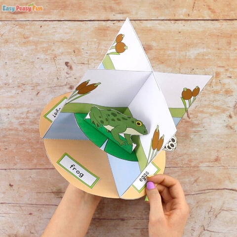 3D Frog Life Cycle Craft Easy Peasy And Fun