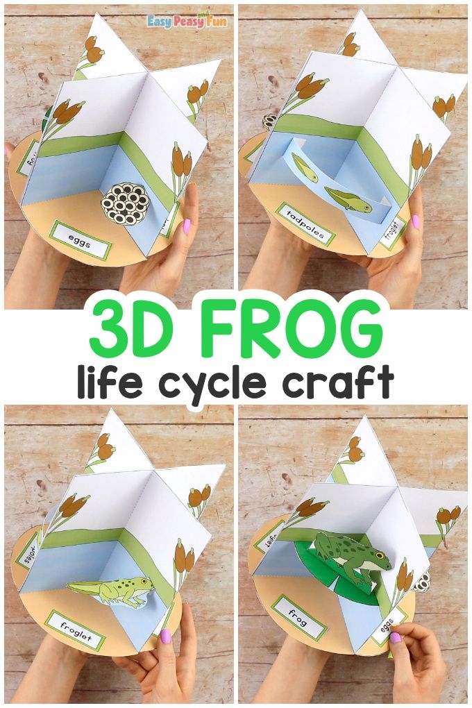 3D Frog Life Cycle Craft Life Cycle Craft Frog Life Cycle Craft 