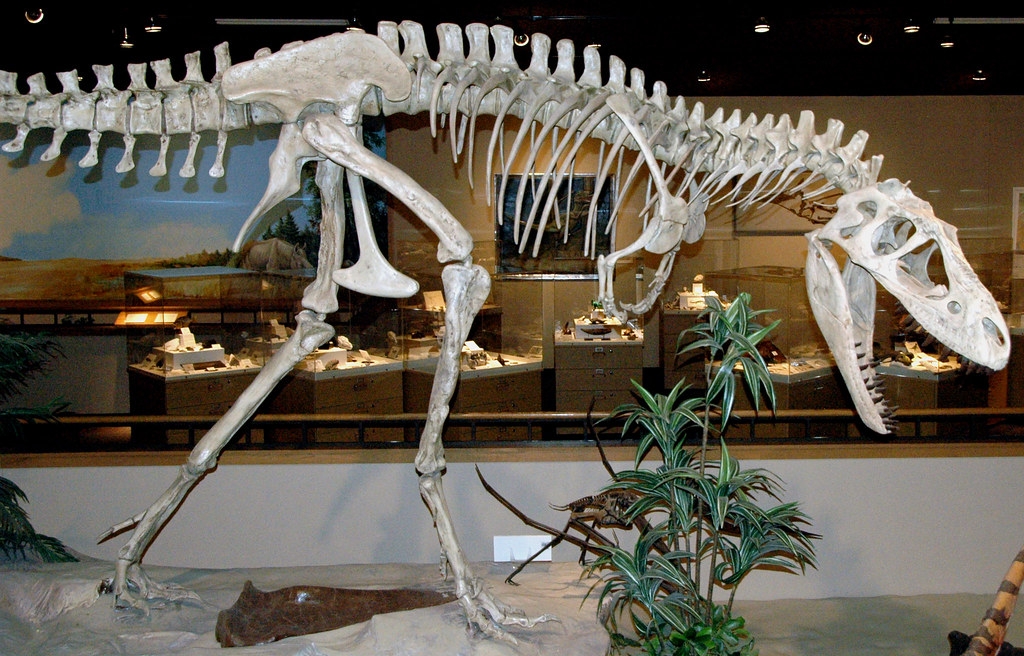 Albertosaurus Fossil
