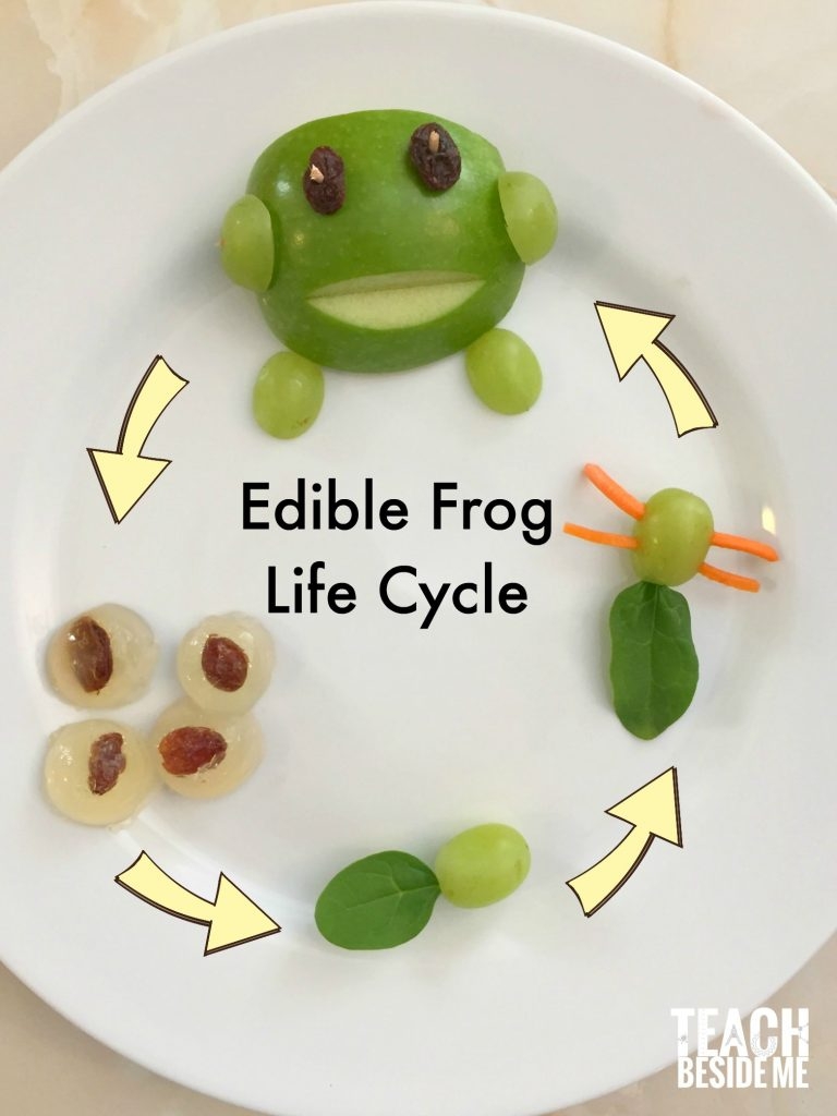 Frog Life Cycle Craft For Kids