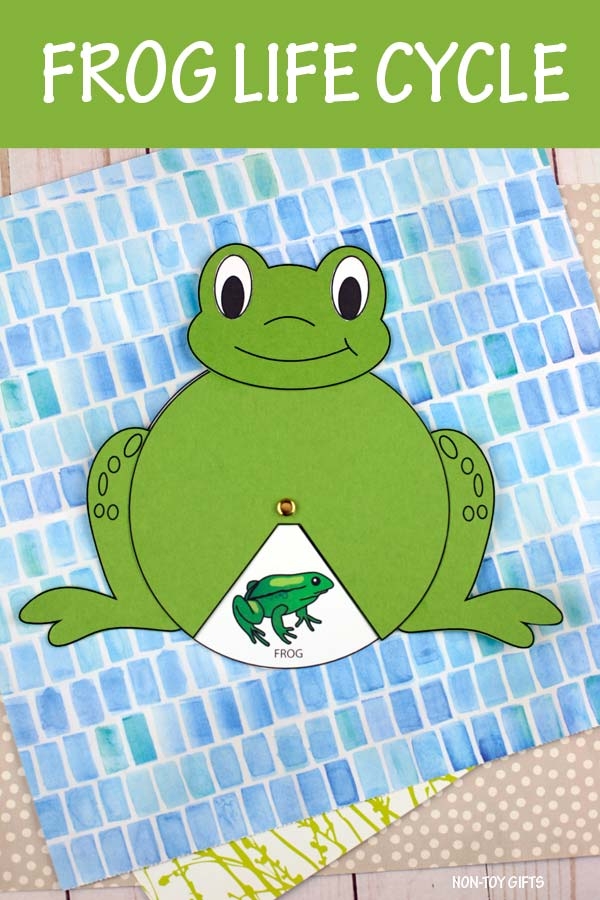 Life Cycle Of A Frog Craft For Kids